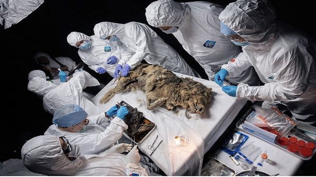 Một con sói ở Siberia hóa thạch 44.000 năm. Các nhà khoa học đang xem ruột của nó để tìm virus xưa.